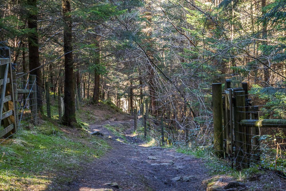 Highlow Wood